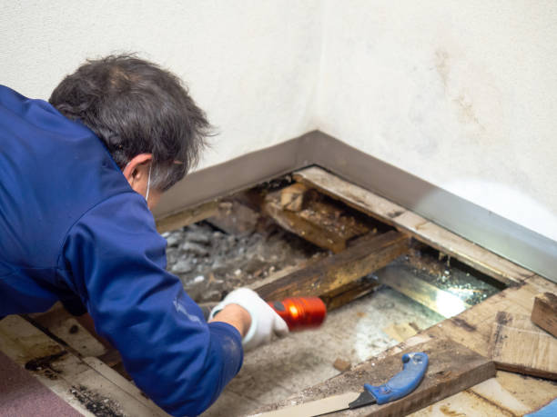 Best Attic Mold Removal  in USA