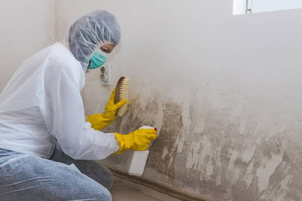 Best Mold Damage Repair  in USA